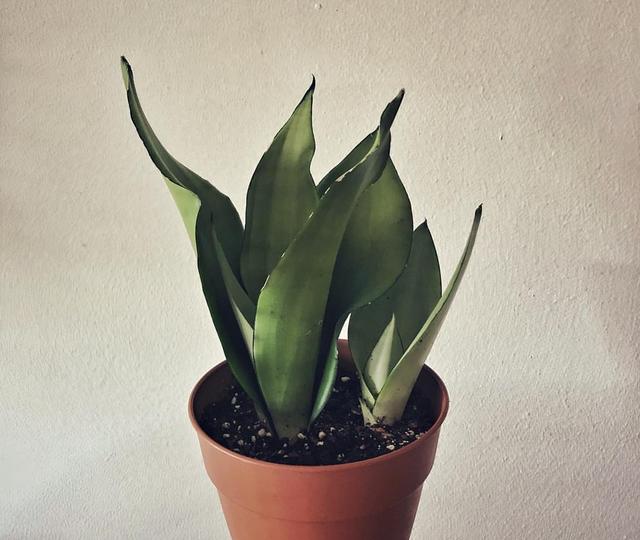 这几种花，号称“植物界最好养的花”，新手也容易养护，你家有吗