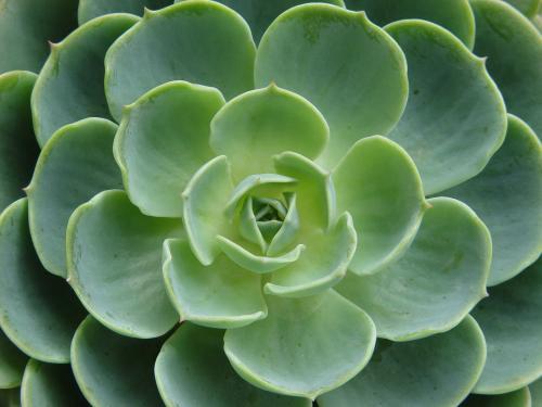 这几种花，号称“植物界最好养的花”，新手也容易养护，你家有吗