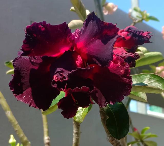 这几种花，号称“植物界最好养的花”，新手也容易养护，你家有吗