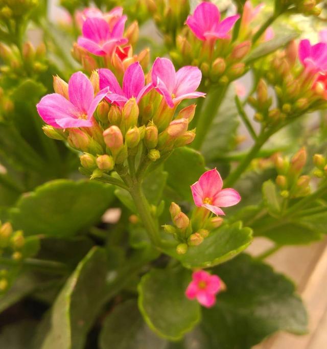 这几种花，号称“植物界最好养的花”，新手也容易养护，你家有吗