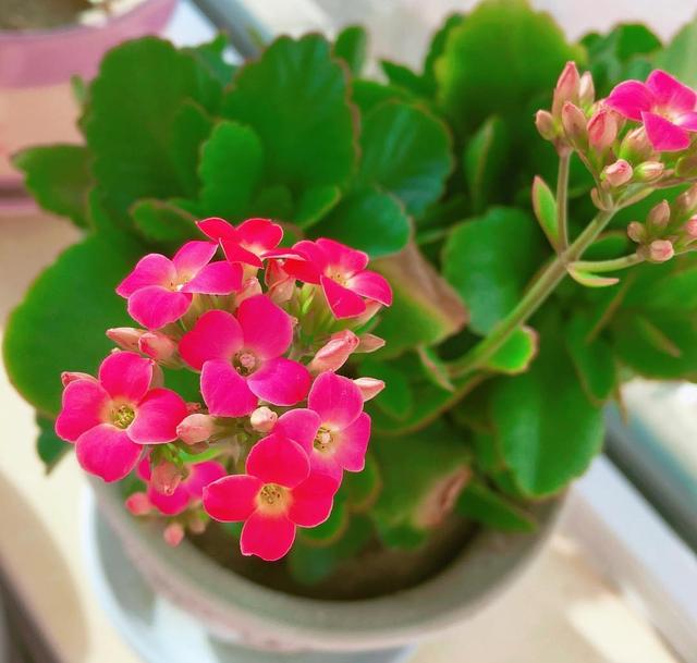 这几种花，号称“植物界最好养的花”，新手也容易养护，你家有吗