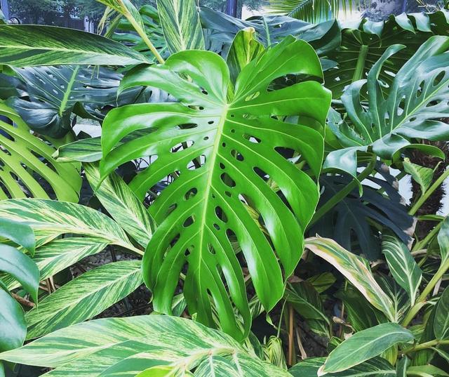 这几种花，号称“植物界最好养的花”，新手也容易养护，你家有吗