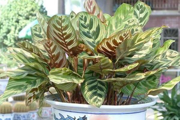 孔雀竹芋养护简单，但并不耐寒，因此在冬季，需要给它额外的呵护