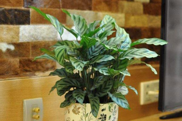 孔雀竹芋养护简单，但并不耐寒，因此在冬季，需要给它额外的呵护