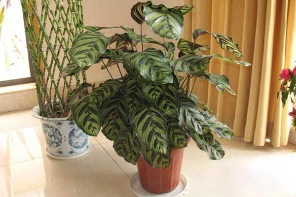 孔雀竹芋养护简单，但并不耐寒，因此在冬季，需要给它额外的呵护