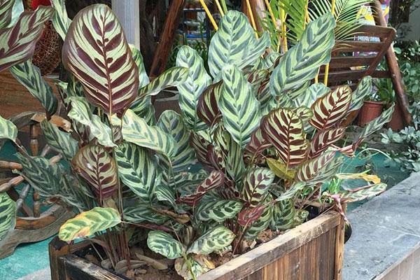 孔雀竹芋养护简单，但并不耐寒，因此在冬季，需要给它额外的呵护