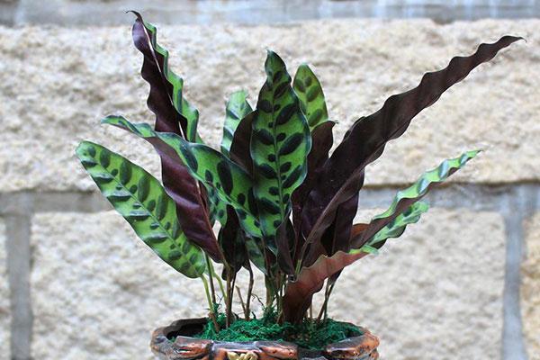 孔雀竹芋养护简单，但并不耐寒，因此在冬季，需要给它额外的呵护