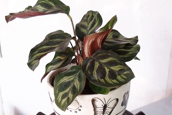 孔雀竹芋养护简单，但并不耐寒，因此在冬季，需要给它额外的呵护