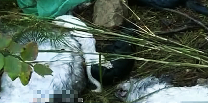 天价放生令人愤怒！几千只狐狸直接倒进山谷，咬死村民鸡鸭