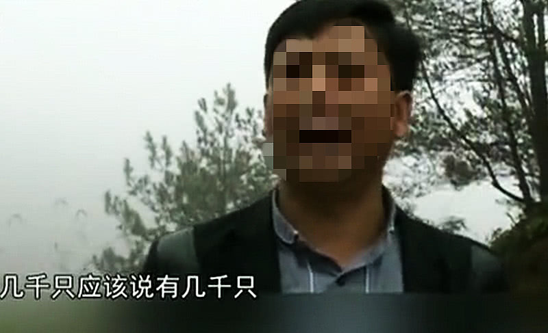 天价放生令人愤怒！几千只狐狸直接倒进山谷，咬死村民鸡鸭