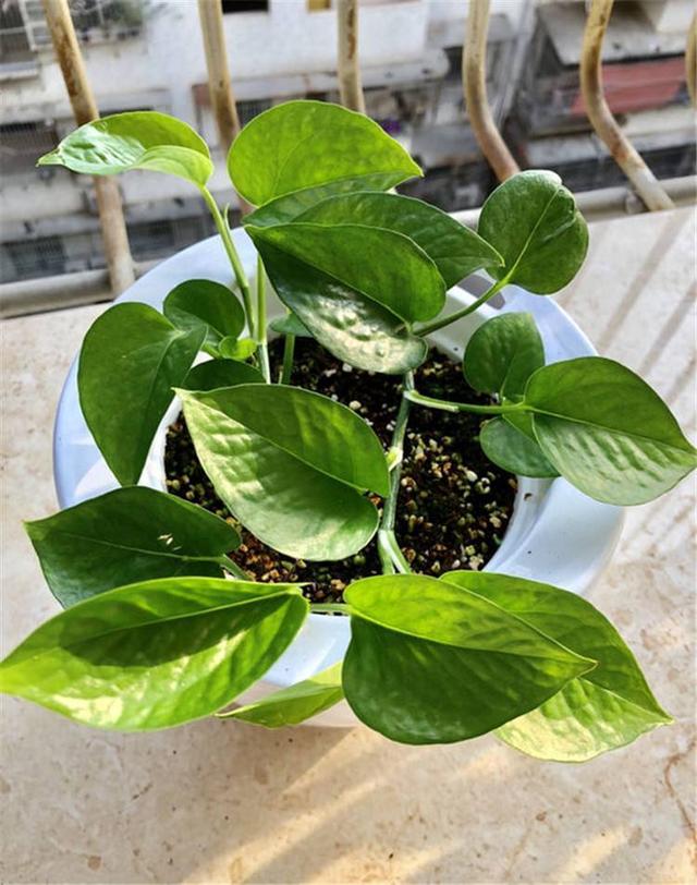 绿萝繁殖小技巧，准备一条毛巾，剪几段枝条一个礼拜就生根