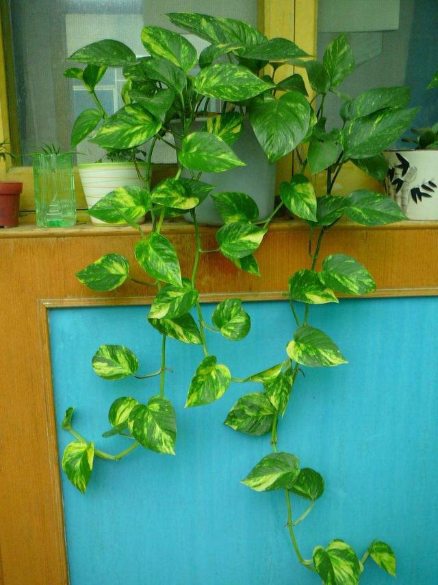 绿萝繁殖小技巧，准备一条毛巾，剪几段枝条一个礼拜就生根