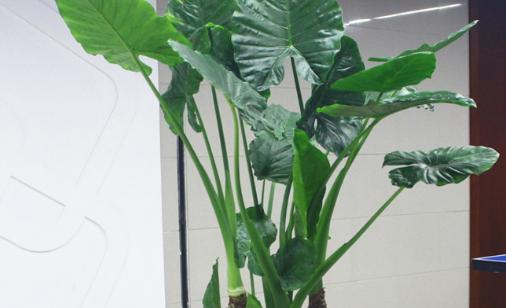 滴水观音怎样去养护,注意土壤跟水分,叶子的长的又大又绿