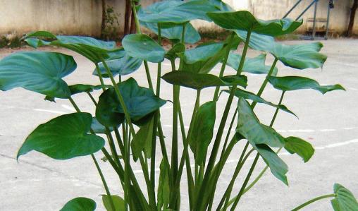 滴水观音怎样去养护,注意土壤跟水分,叶子的长的又大又绿