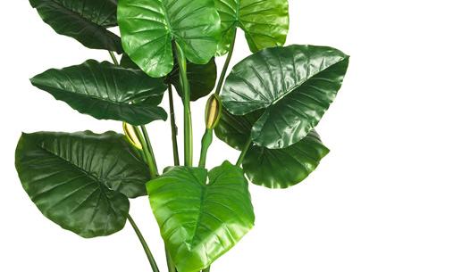 滴水观音怎样去养护,注意土壤跟水分,叶子的长的又大又绿