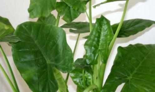 滴水观音怎样去养护,注意土壤跟水分,叶子的长的又大又绿