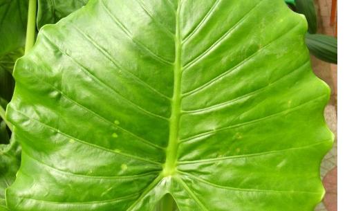 滴水观音怎样去养护,注意土壤跟水分,叶子的长的又大又绿