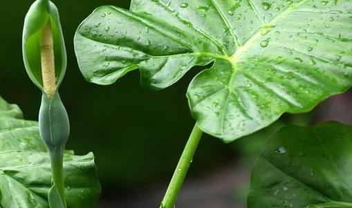 滴水观音怎样去养护,注意土壤跟水分,叶子的长的又大又绿