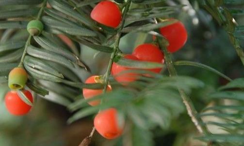 盆景红豆杉养护妙招,这些方法你都知道了吗?学学长经验