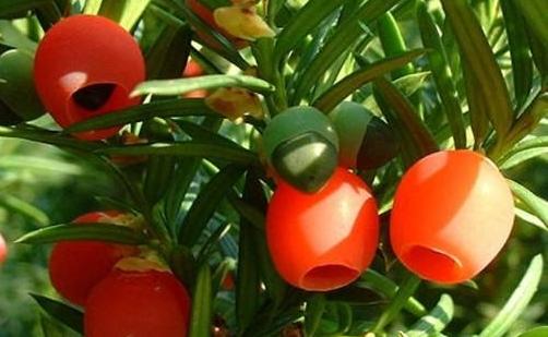 盆景红豆杉养护妙招,这些方法你都知道了吗?学学长经验