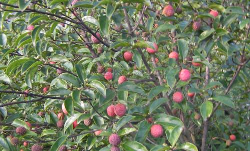 盆景红豆杉养护妙招,这些方法你都知道了吗?学学长经验