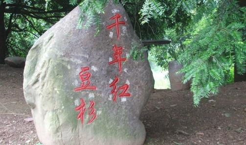 盆景红豆杉养护妙招,这些方法你都知道了吗?学学长经验