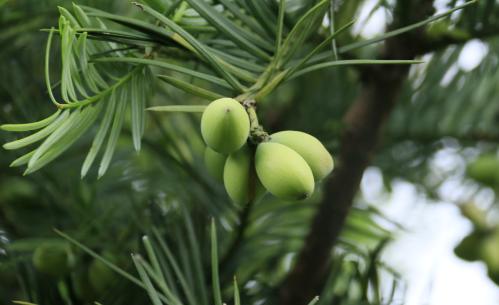 盆景红豆杉养护妙招,这些方法你都知道了吗?学学长经验