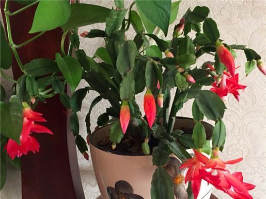 蟹爪兰养护技巧,换盆注意这一点,叶子不枯长花苞!