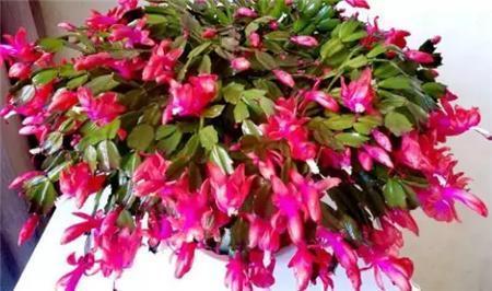 蟹爪兰养护技巧,换盆注意这一点,叶子不枯长花苞!