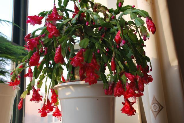 蟹爪兰养护技巧,换盆注意这一点,叶子不枯长花苞!