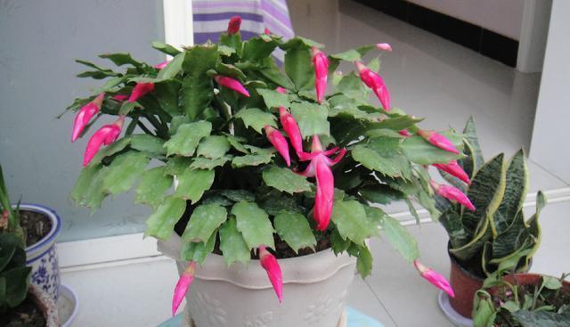 蟹爪兰养护技巧,换盆注意这一点,叶子不枯长花苞!