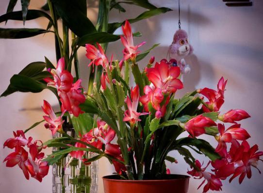 蟹爪兰养护技巧,换盆注意这一点,叶子不枯长花苞!