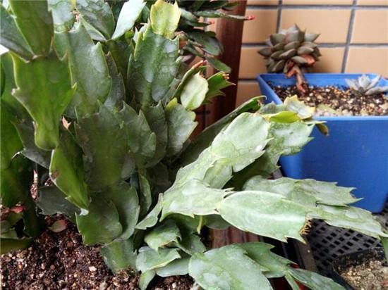 蟹爪兰养护技巧,换盆注意这一点,叶子不枯长花苞!