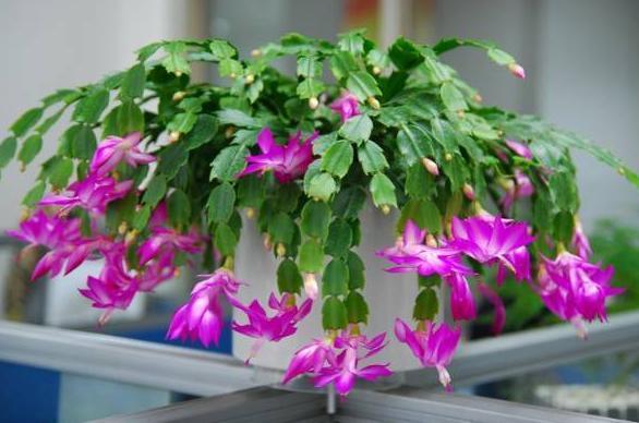 蟹爪兰养护技巧,换盆注意这一点,叶子不枯长花苞!