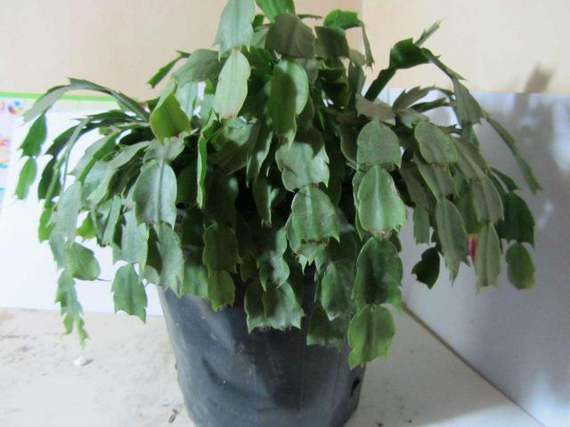 蟹爪兰养护技巧,换盆注意这一点,叶子不枯长花苞!