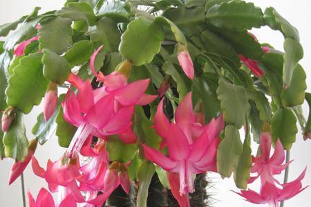 蟹爪兰养护技巧,换盆注意这一点,叶子不枯长花苞!