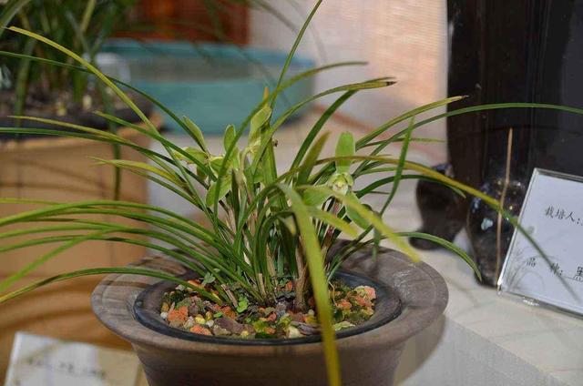 兰花是最理想的植物,兰花该如何养护呢?来学习一下吧