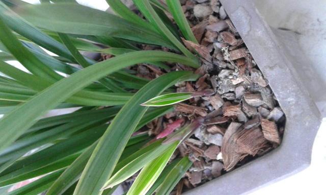 兰花是最理想的植物,兰花该如何养护呢?来学习一下吧