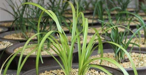 兰花是最理想的植物,兰花该如何养护呢?来学习一下吧