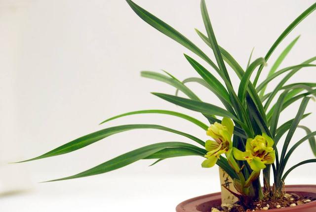 兰花是最理想的植物,兰花该如何养护呢?来学习一下吧