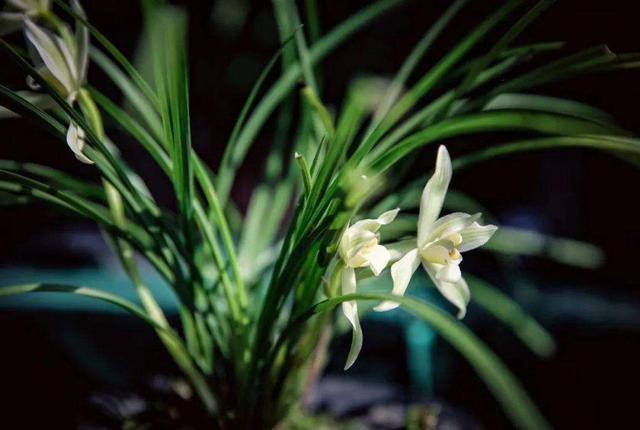 兰花是最理想的植物,兰花该如何养护呢?来学习一下吧