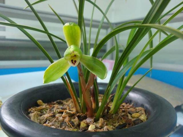 兰花是最理想的植物,兰花该如何养护呢?来学习一下吧