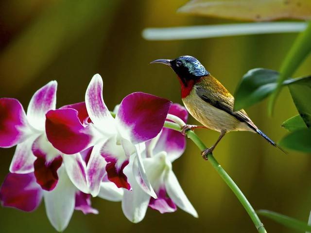 兰花是最理想的植物,兰花该如何养护呢?来学习一下吧