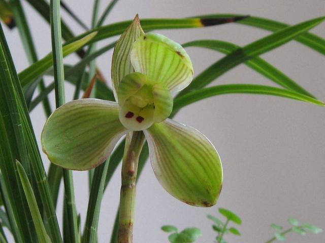 兰花是最理想的植物,兰花该如何养护呢?来学习一下吧