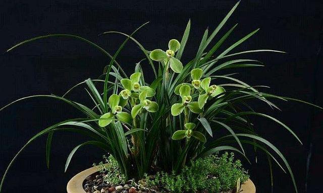 兰花是最理想的植物,兰花该如何养护呢?来学习一下吧