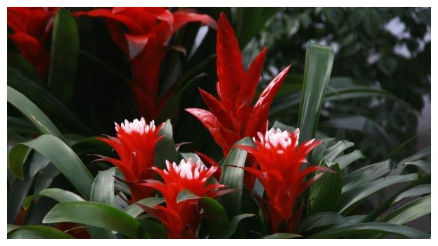 颜值高、品味雅、寓意好的“凤梨花”,十分适合居家盆栽养护!