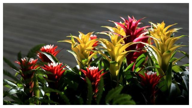 颜值高、品味雅、寓意好的“凤梨花”,十分适合居家盆栽养护!