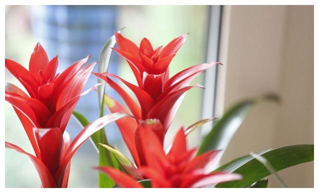 颜值高、品味雅、寓意好的“凤梨花”,十分适合居家盆栽养护!