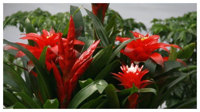 颜值高、品味雅、寓意好的“凤梨花”,十分适合居家盆栽养护!