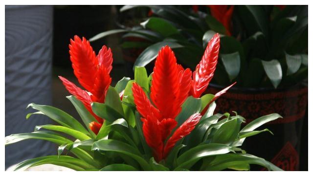 颜值高、品味雅、寓意好的“凤梨花”,十分适合居家盆栽养护!